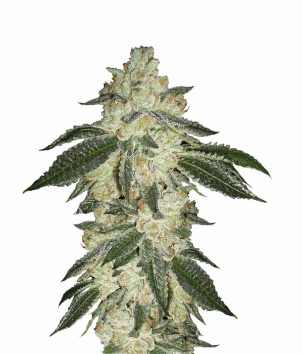 Green Crack Auto