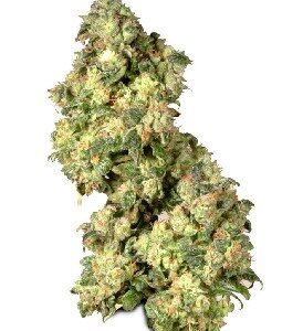 Ultra Skunk