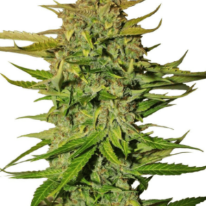 Pineapple Express Auto