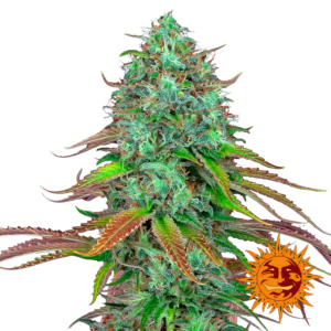 LSD Auto
