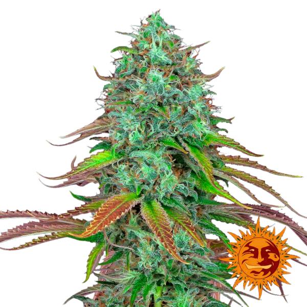 LSD Auto