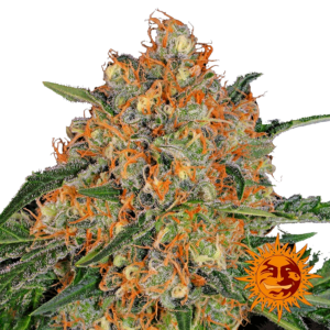 Orange Sherbert