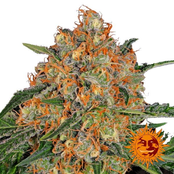Orange Sherbert