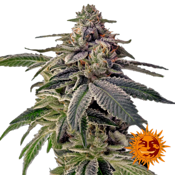 Shiskaberry