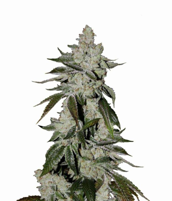 Girl Scout Cookies Auto