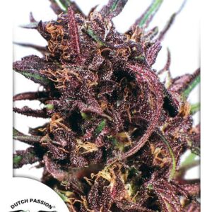 Purple #1