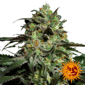 Peyote Cookies