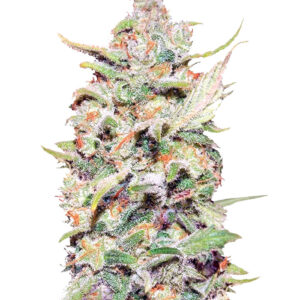 Peyote Critical