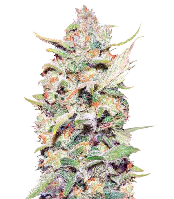 Peyote Critical