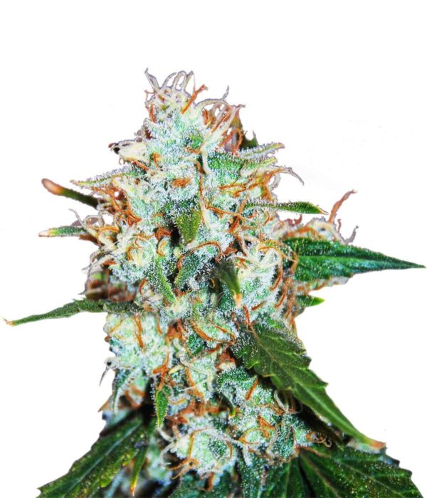 Critical Neville Haze Auto