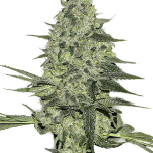 Rhino Ryder Auto