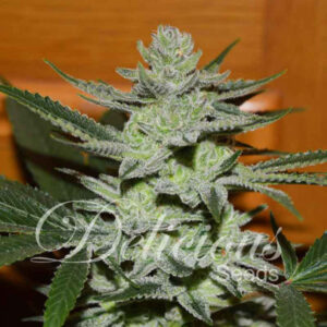 Unkmown Kush