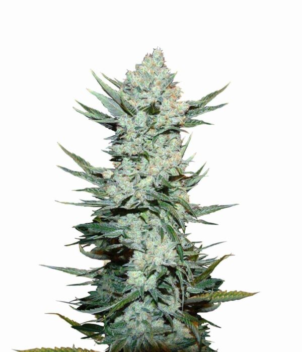 Tangie Matic Auto