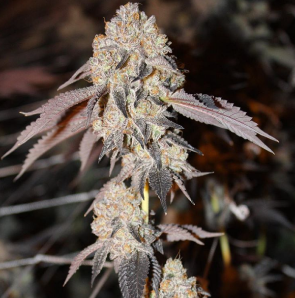Forum Cookies x OG BadAzz