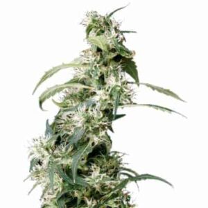 Mango Haze