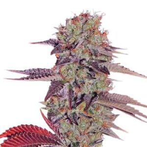 King's Kush Auto