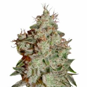 Lemon Skunk