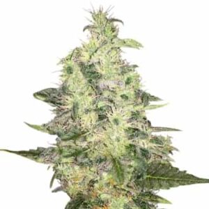 Pure kush