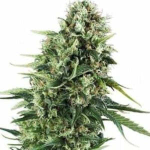 Super Silver Haze CBD