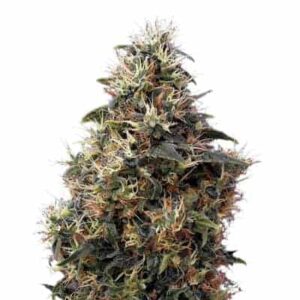 Sweet Mango Autoflowering
