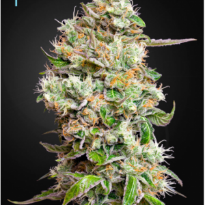 King’s Kush Auto CBD