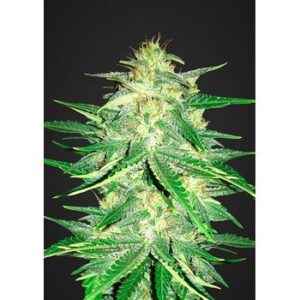 Lemon AK Auto