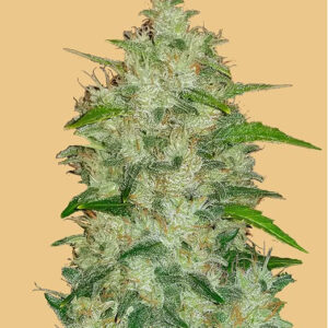 Original Auto Chemdawg