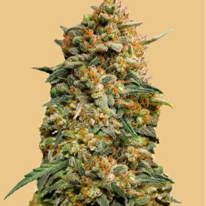 Original Auto Northern Lights
