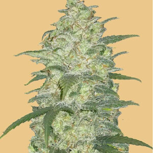 Original Auto White Widow