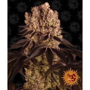 Purple Punch Auto