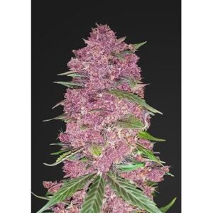 Purple Lemonade