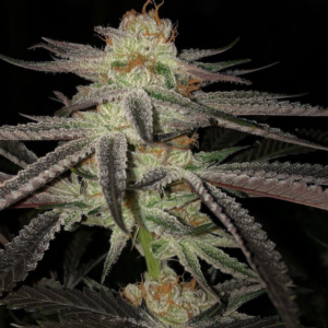 Purple Punch x Do-Si-Dos