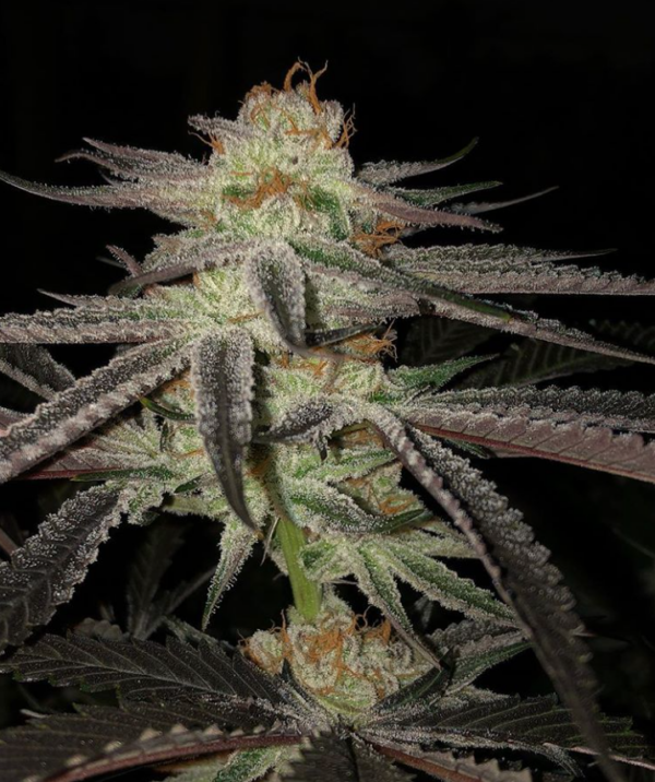 Purple Punch x Do-Si-Dos