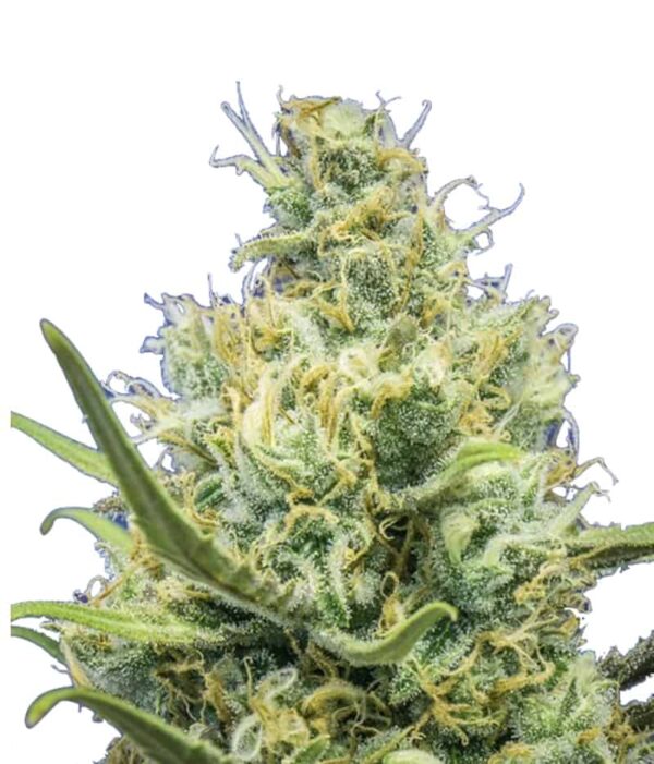 Ripper Haze