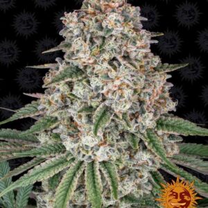Tropicanna Banana
