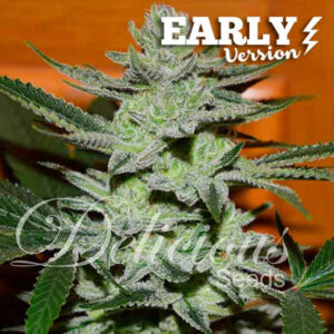 Unknown Kush FV